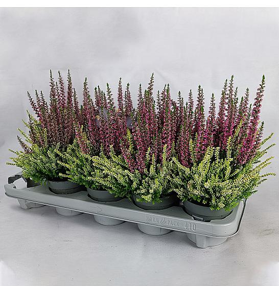 Calluna Beauty Ženska krunica u boji Ø 10,5