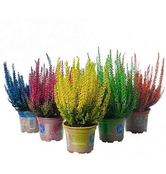 Calluna barvana Ø11 mix