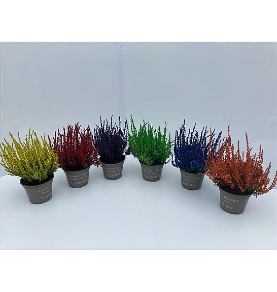 Mješavina obojena Calluna Ø 10