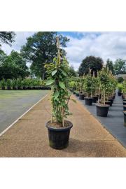 Callicarpa bodinieri Profusion C25 Lit. 120/+ cm