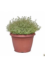 Thymus silver queen Ø25