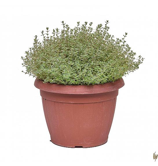 Thymus silver queen Ø25