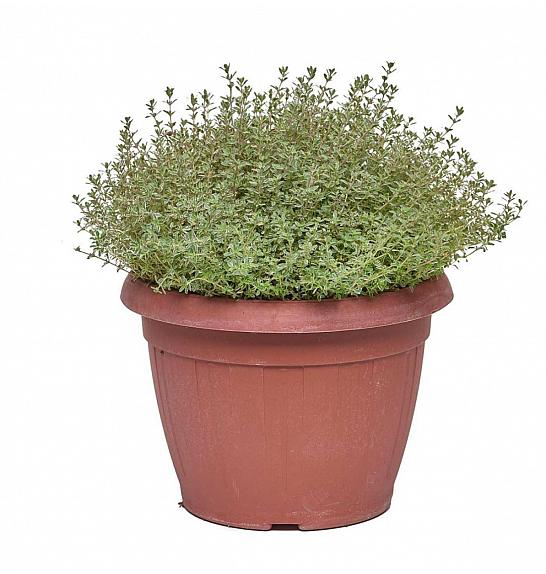 Thymus silver queen Ø25