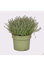 Thymus silver queen Ø19
