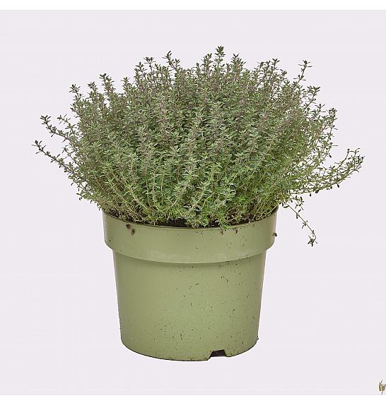 Thymus silver queen Ø19