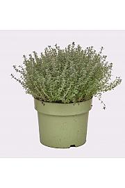 Thymus silver queen Ø19