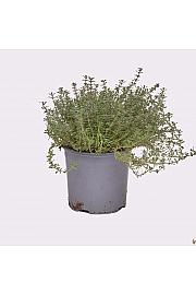 Thymus silver queen Ø14