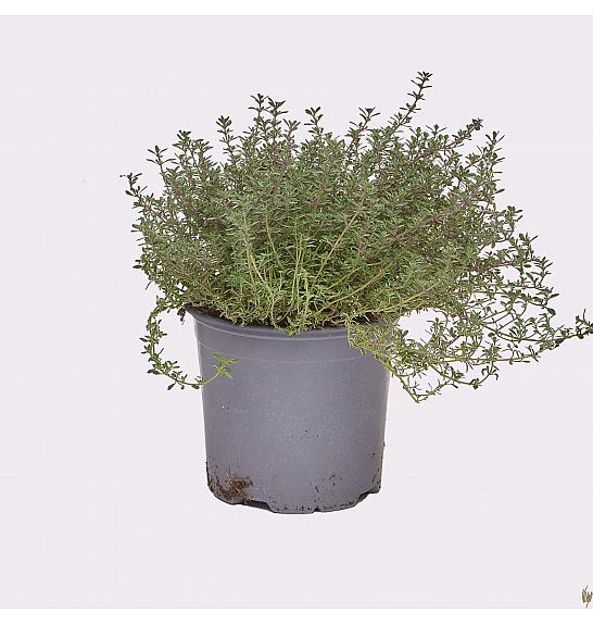 Thymus silver queen Ø14