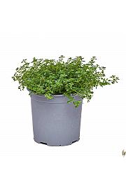 Thymus rasta Ø19
