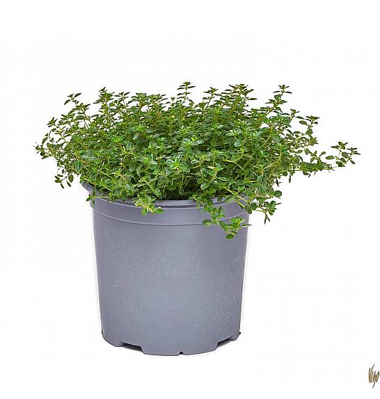 Thymus rasta Ø19