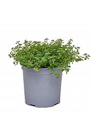 Thymus rasta Ø19