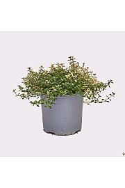 Thymus rasta Ø14