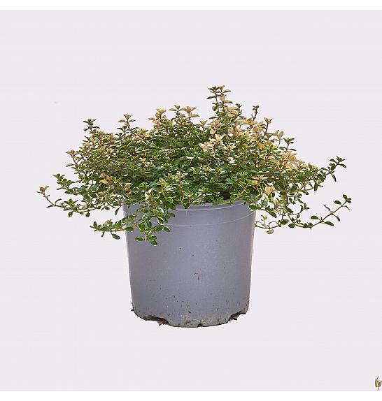 Thymus rasta Ø14