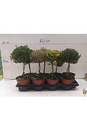Thymus Ø14 mix Na Steblu 20 cm