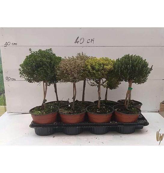 Thymus Ø14 mix Na Steblu 20 cm