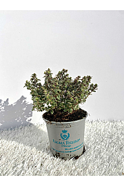 Thymus lady d Ø9