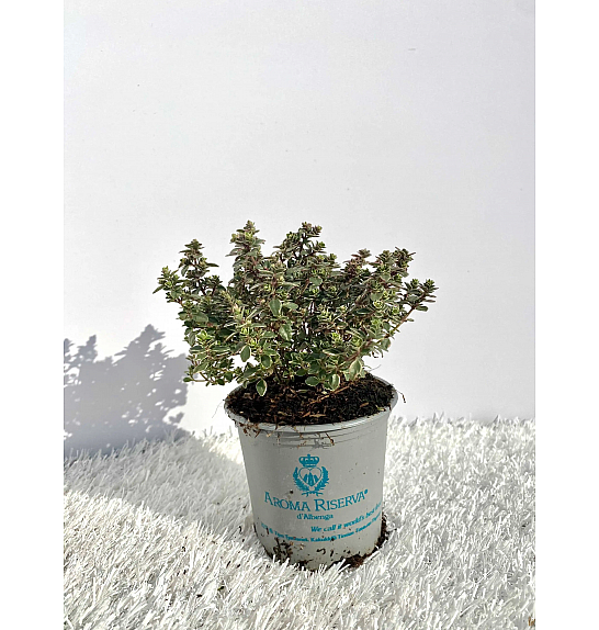 Thymus lady d Ø9