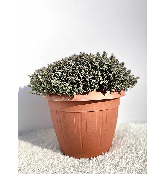 Thymus lady d Ø25
