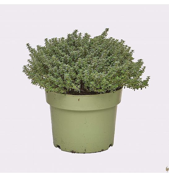 Thymus lady d Ø19