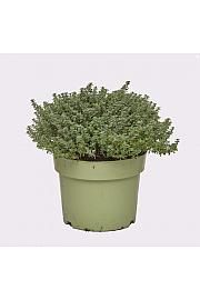 Thymus lady d Ø19