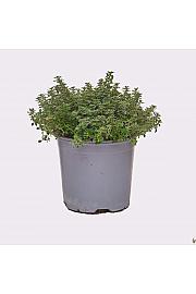 Thymus lady d Ø14