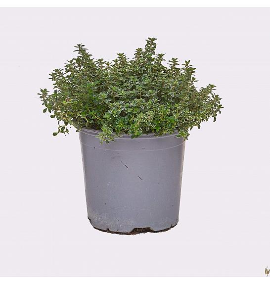 Thymus lady d Ø14