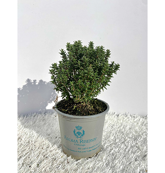 Thymus faustini Ø9