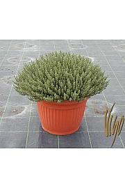 Thymus faustini Ø35