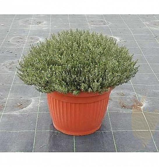 Thymus faustini Ø35