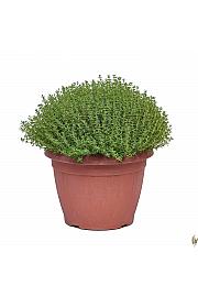 Thymus faustini Ø25
