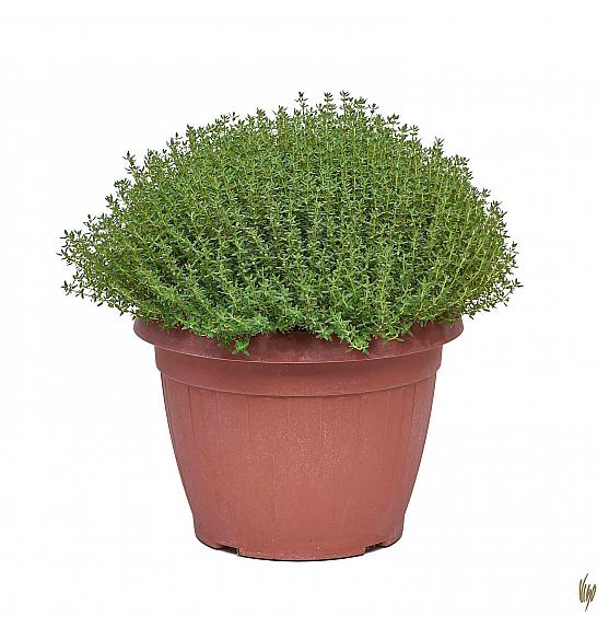 Thymus faustini Ø25