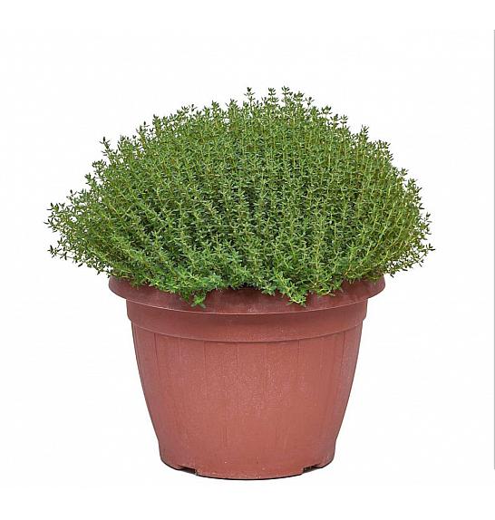 Thymus faustini Ø25