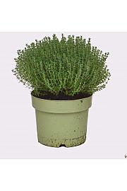 Thymus faustini Ø19