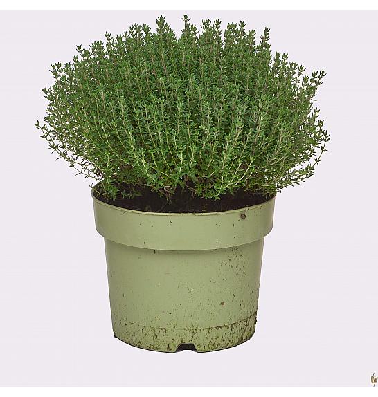 Thymus faustini Ø19