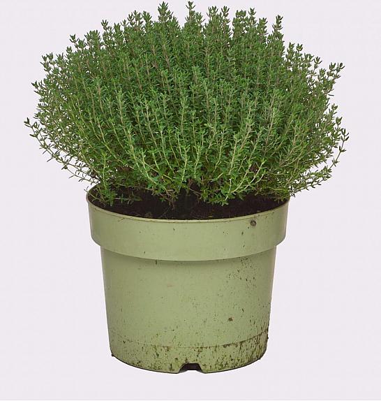 Thymus faustini Ø19