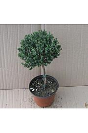 Thymus faustini Ø14 Na Steblu 25 cm