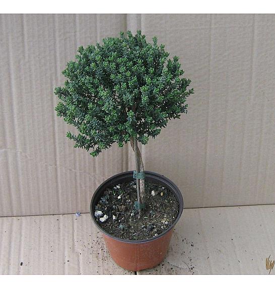 Thymus faustini Ø14 Na Steblu 25 cm