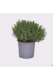 Thymus faustini Ø14