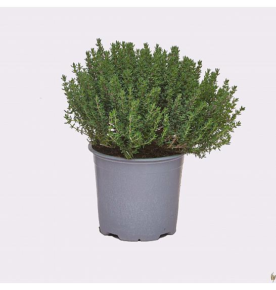 Thymus faustini Ø14
