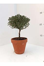 Thymus faustini Ø11 terracotta lonec Na Steblu 20 cm