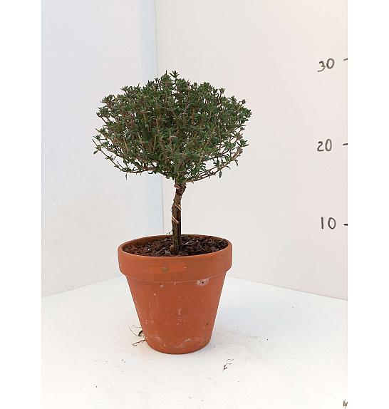 Thymus faustini Ø11 terracotta lonec Na Steblu 20 cm