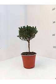 Thymus faustini Ø10 Na Steblu 20 cm