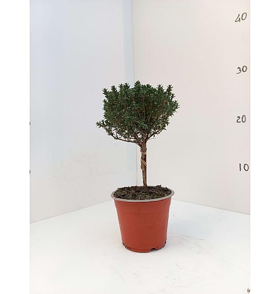 Thymus faustini Ø10 Na Steblu 20 cm