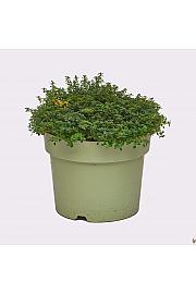 Thymus dooney valley Ø19