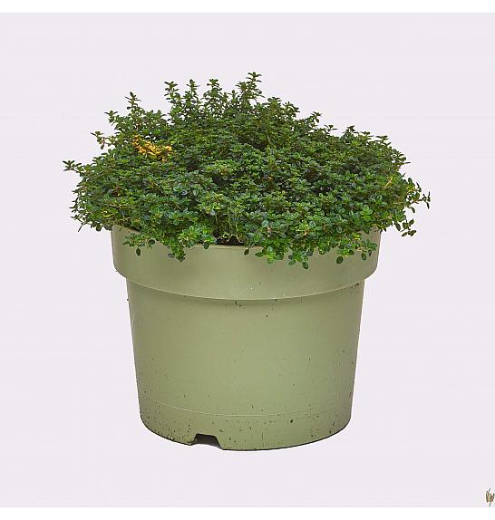 Thymus dooney valley Ø19
