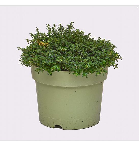 Thymus dooney valley Ø19