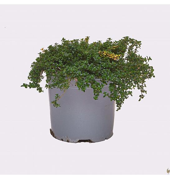 AROMA ALBENGA Timijan doone valley