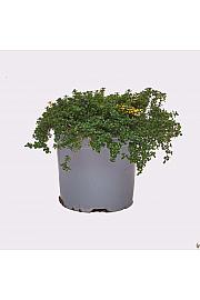 Thymus doone valley Ø14