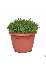 Thymus citriodorus Ø25