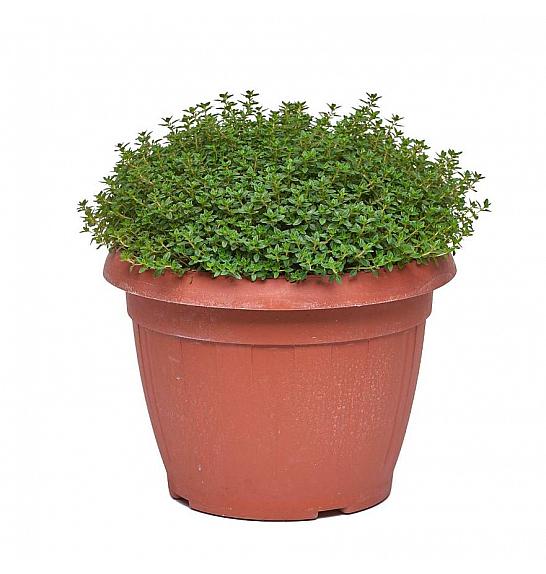 Thymus citriodorus Ø25